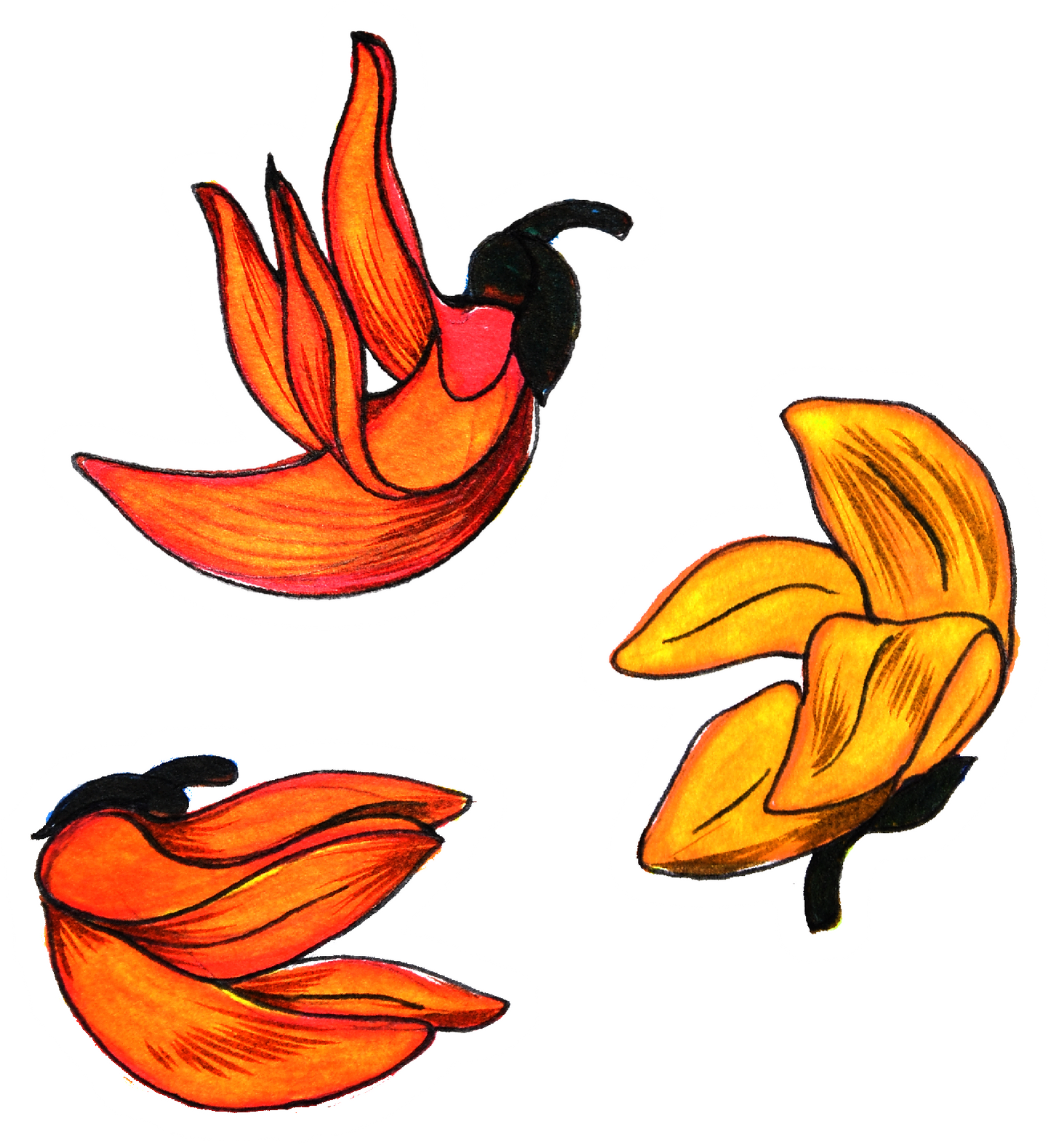 flame of the forest sticker
