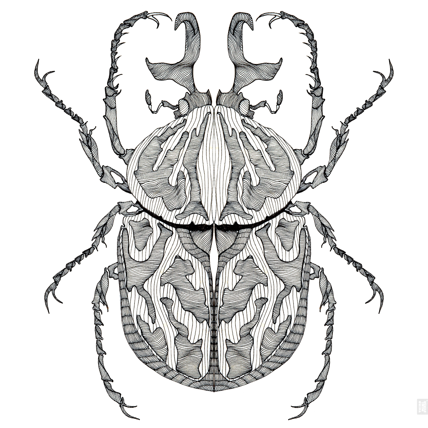 ancient beetle art card