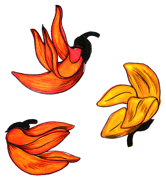 flame of the forest sticker